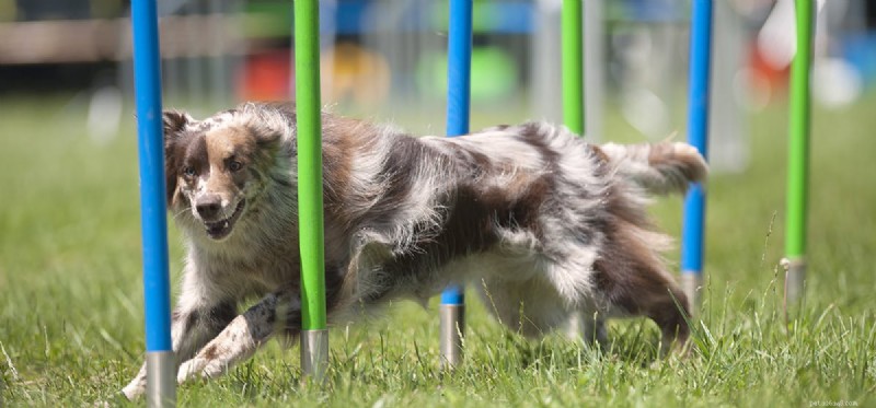Can Dogs Endure Long Runs? Understanding Their Endurance Limits