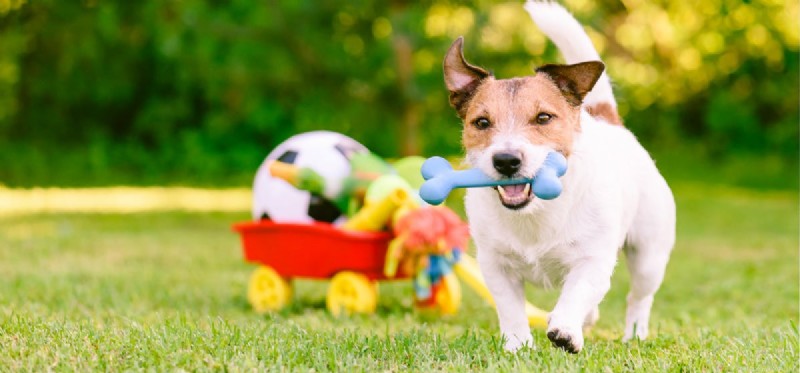 Can Dogs Endure Long Runs? Understanding Their Endurance Limits
