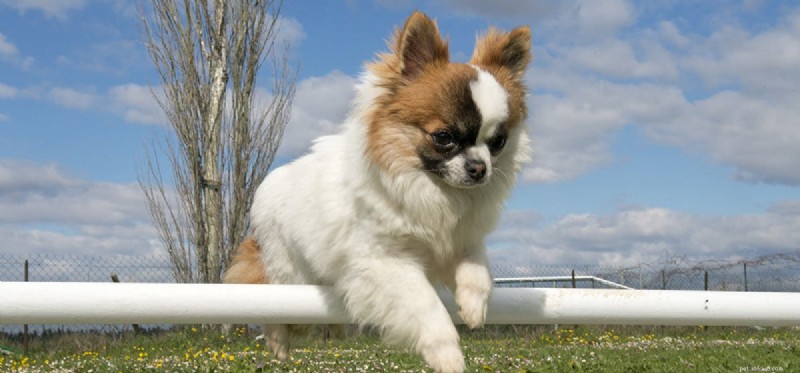 Can Dogs Endure Long Runs? Understanding Their Endurance Limits