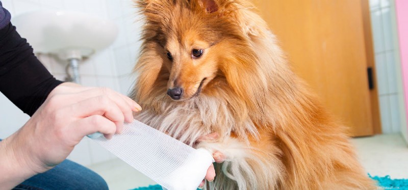 Can Dogs Really Lie About Limping? A Veterinary Insight