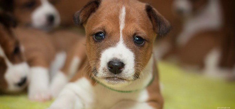 Can Dogs Really Lie About Limping? A Veterinary Insight