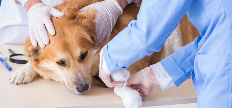 Can Dogs Really Lie About Limping? A Veterinary Insight