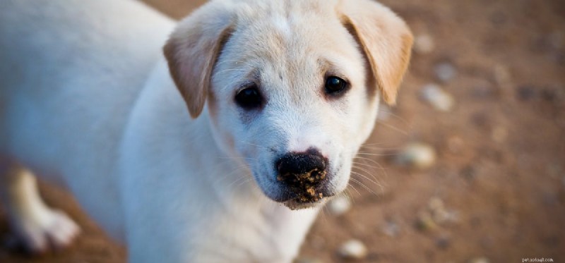 Do Dogs Pretend to Be Confused? Understanding Canine Mimicry