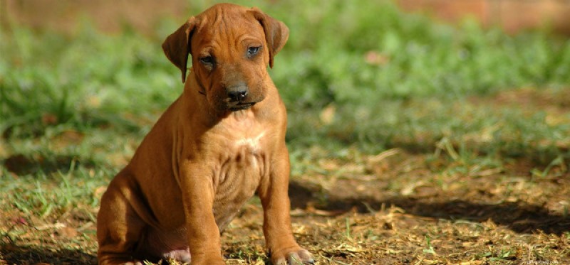 Do Dogs Pretend to Be Confused? Understanding Canine Mimicry