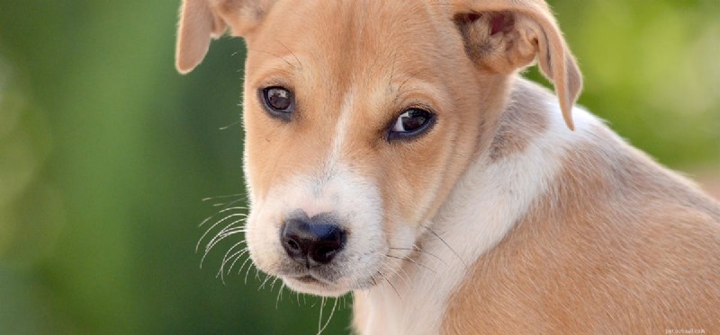 Do Dogs Pretend to Be Confused? Understanding Canine Mimicry