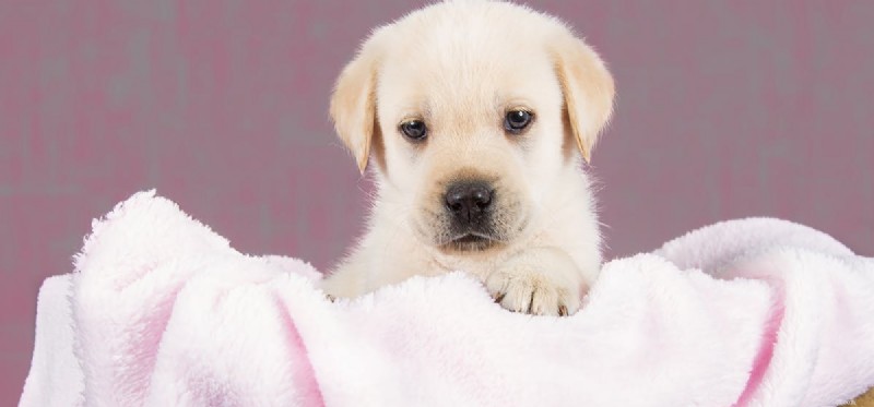 Can Dogs Pretend to Be Calm? An Expert Look at Canine Behavior