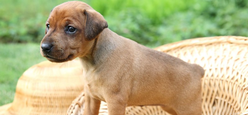 Can Dogs Truly Be Proud? Unpacking Canine Self-Confidence