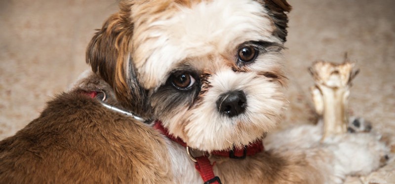 Can Dogs Truly Be Proud? Unpacking Canine Self-Confidence