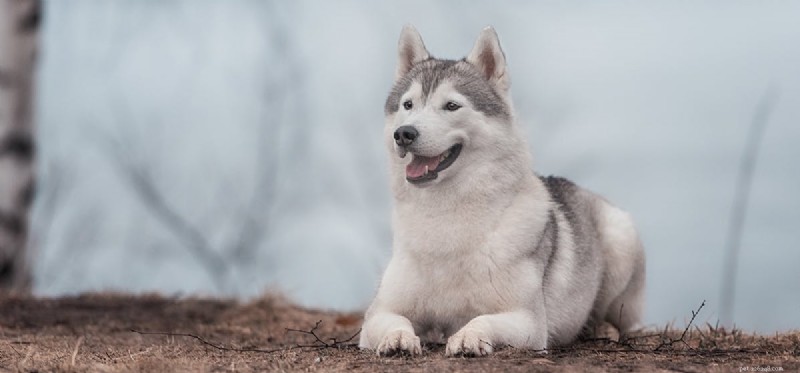 Can Dogs Fake a Cough? What You Need to Know