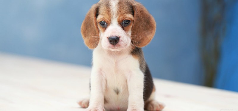 Can Dogs Fake a Cough? What You Need to Know