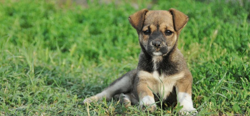 Do Dogs Truly Cry or Just Fake Tears? Expert Insights