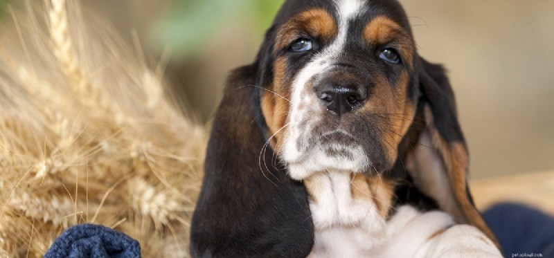 Do Dogs Truly Cry or Just Fake Tears? Expert Insights
