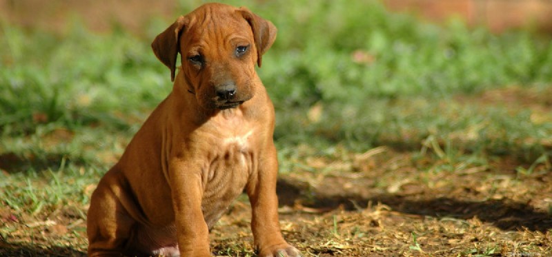 Do Dogs Truly Cry or Just Fake Tears? Expert Insights