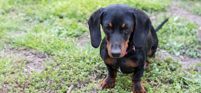 Do Dogs Truly Cry or Just Fake Tears? Expert Insights