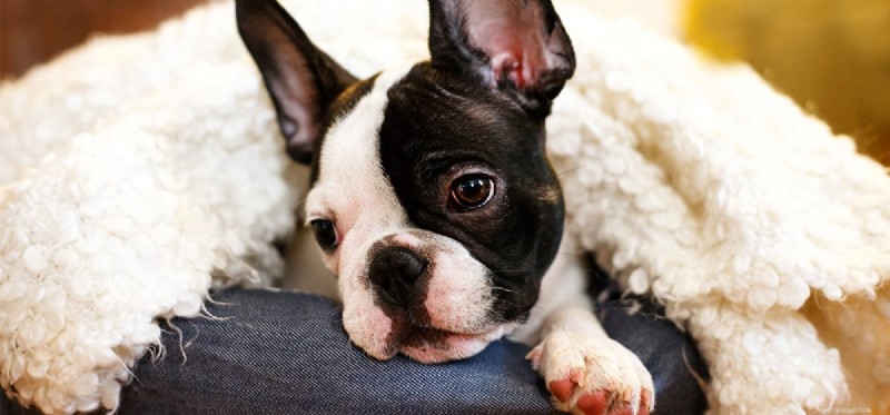 Do Dogs Truly Show Genuine Enthusiasm? Uncovering the Truth Behind Their Tail Wags