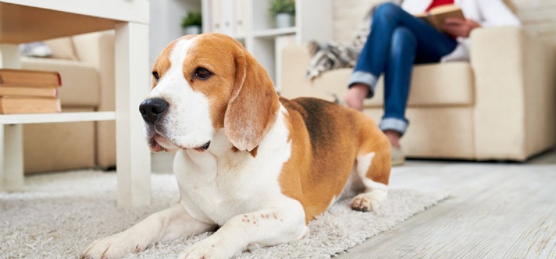 Do Dogs Truly Show Guilt? Understanding Their Behavior