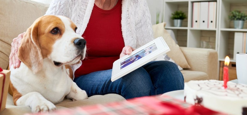 Do Dogs Truly Show Guilt? Understanding Their Behavior