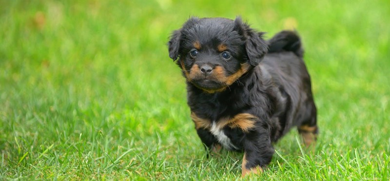 Do Dogs Truly Show Guilt? Understanding Their Behavior