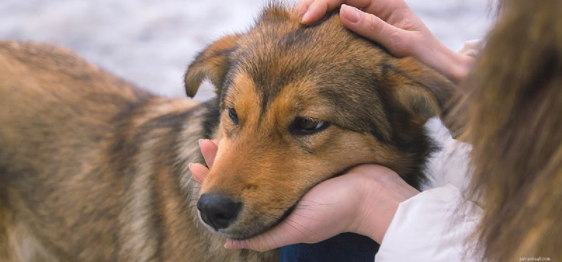 Do Dogs Truly Show Guilt? Understanding Their Behavior