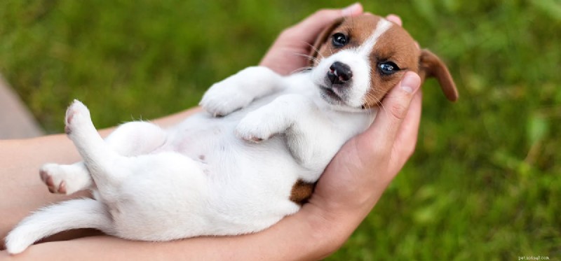 Do Dogs Really Fake Injuries? Separating Fact from Fiction