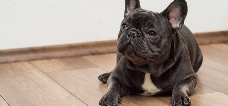 Do Dogs Really Fake Injuries? Separating Fact from Fiction
