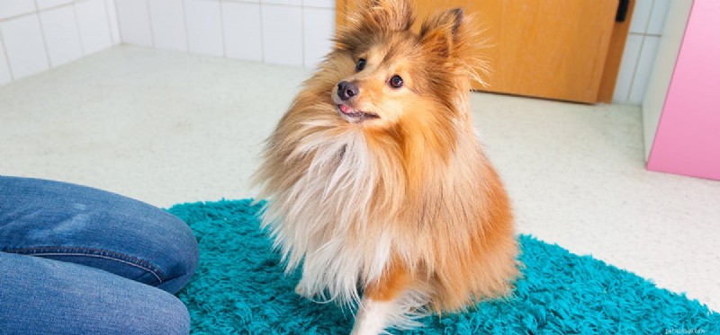 Do Dogs Really Fake Injuries? Separating Fact from Fiction