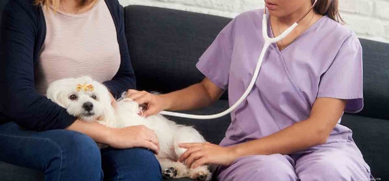 Do Dogs Really Sneez or Are They Faking? Understanding Canine Sneezing Behavior