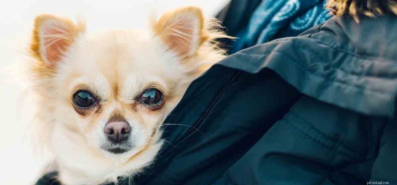 Do Dogs Really Sneez or Are They Faking? Understanding Canine Sneezing Behavior