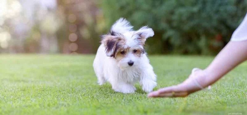 Do Dogs Really Sneez or Are They Faking? Understanding Canine Sneezing Behavior