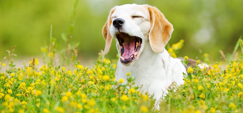 Do Dogs Fake Yawns? The Science Behind Canine Yawning
