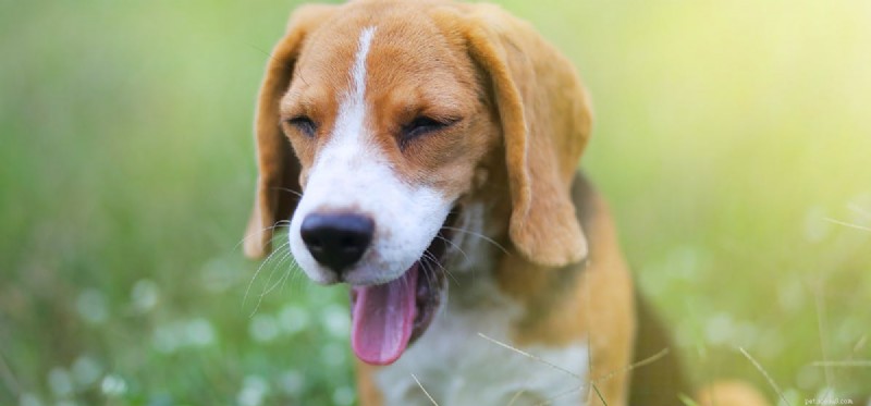 Do Dogs Fake Yawns? The Science Behind Canine Yawning