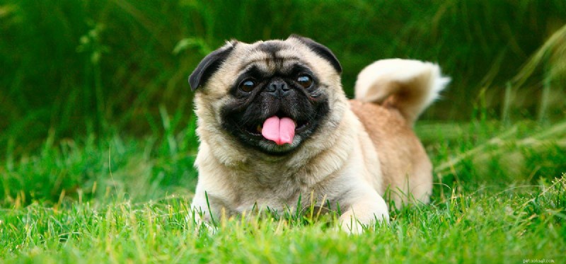 Do Dogs Experience Emotions? Understanding Their Feelings