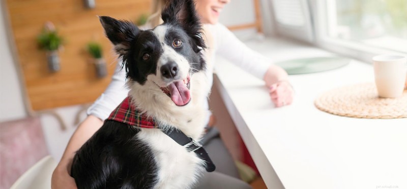 Do Dogs Experience Emotions? Understanding Their Feelings