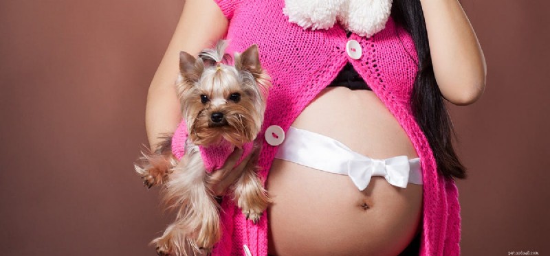 Can Dogs Sense a Baby s Movements Inside Their Mother?