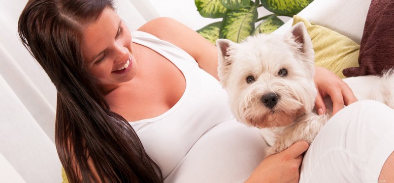 Can Dogs Sense a Baby s Movements Inside Their Mother?