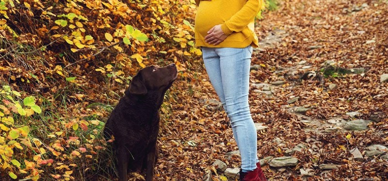 Can Dogs Sense a Baby s Movements Inside Their Mother?