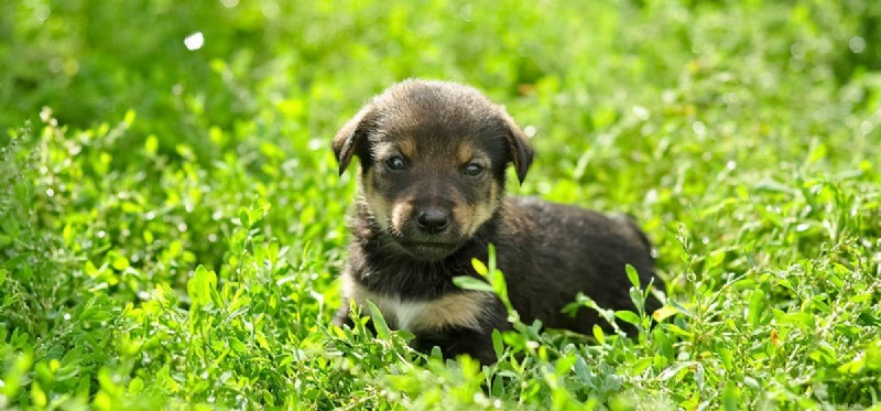 Do Dogs Experience Abuse? Understanding Their Emotional Pain and Healing in Shelters