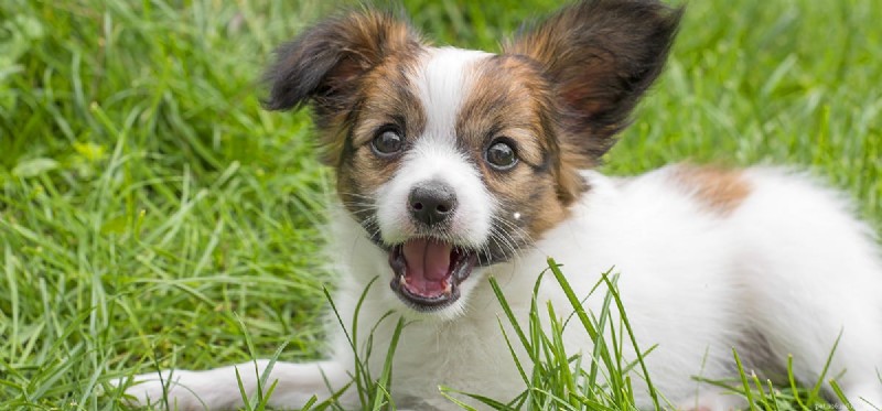 Do Dogs Experience Abuse? Understanding Their Emotional Pain and Healing in Shelters