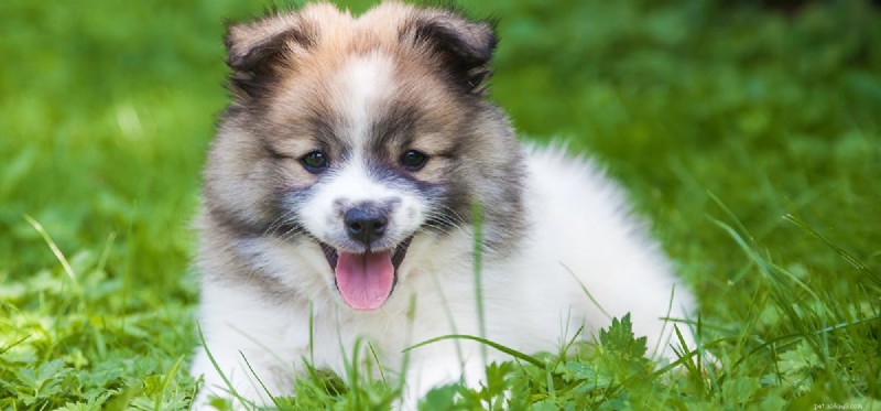 Do Dogs Experience Abuse? Understanding Their Emotional Pain and Healing in Shelters