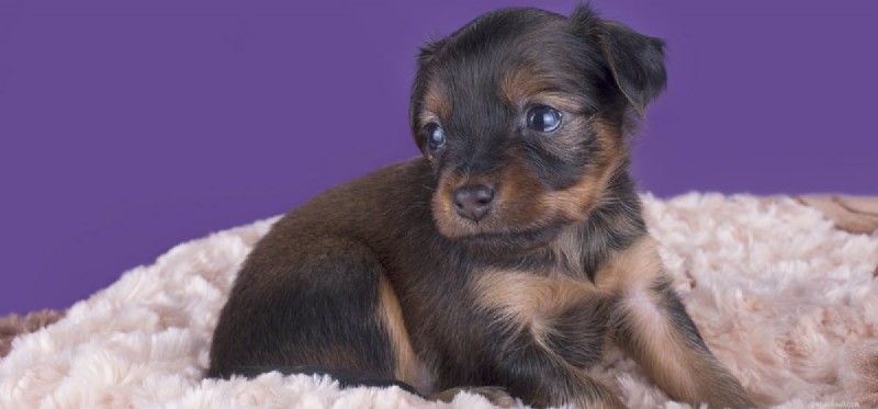 Do Dogs Experience Abuse? Understanding Their Emotional Pain and Healing in Shelters