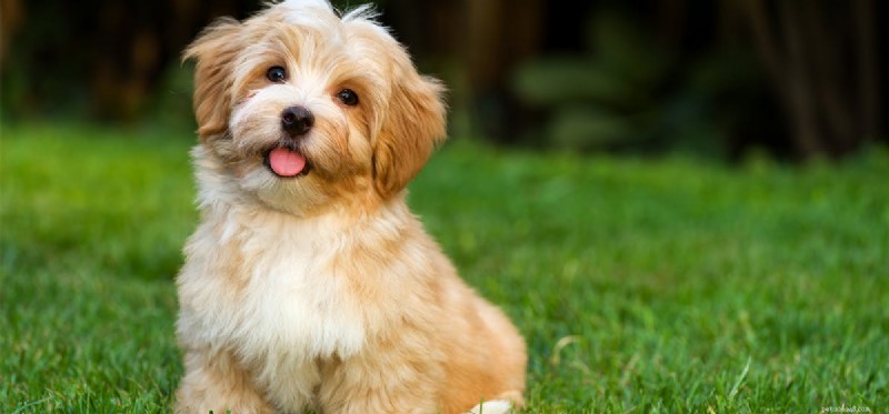 Can Dogs Experience Arrogance? Understanding Their Social Hierarchy