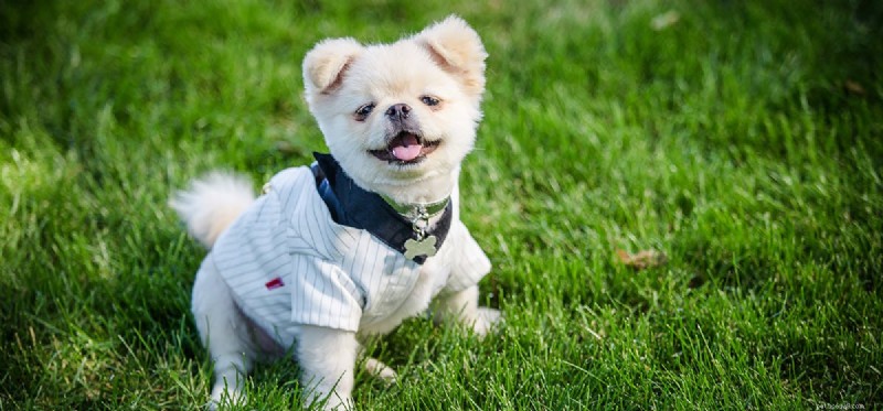 Can Dogs Experience Arrogance? Understanding Their Social Hierarchy