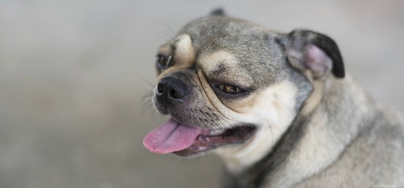 Can Dogs Experience Arrogance? Understanding Their Social Hierarchy