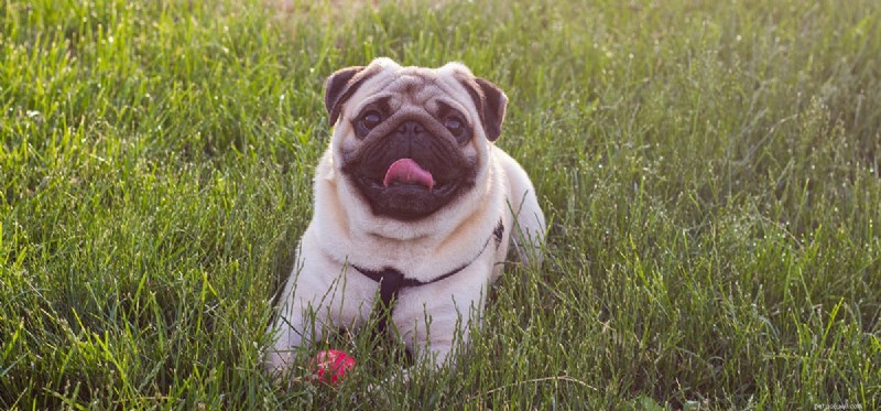 Can Dogs Experience Arrogance? Understanding Their Social Hierarchy