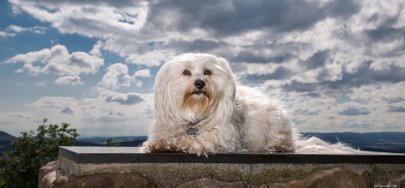 How Dogs Detect Storms Before They Arrive