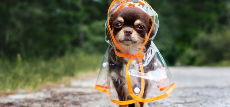 How Dogs Detect Storms Before They Arrive