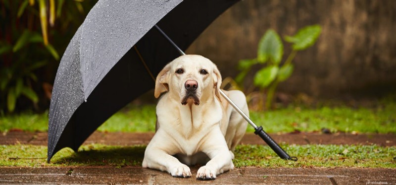 How Dogs Detect Storms Before They Arrive