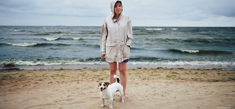 How Dogs Detect Storms Before They Arrive