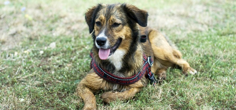 Do Dogs Experience Attachment? Understanding Their Emotional Bonds