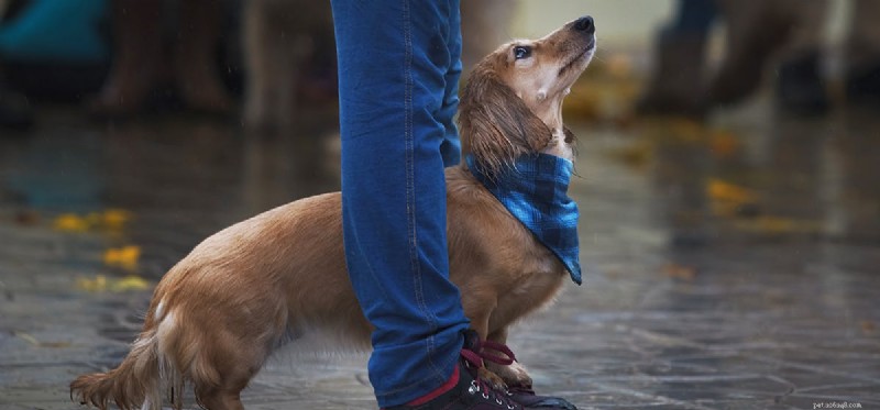 Do Dogs Experience Attachment? Understanding Their Emotional Bonds
